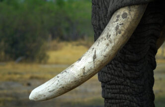 Elephant Ivory