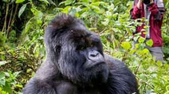 Gorilla Trekking Trip