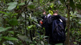 Chimpanzee Tracking in Kibale