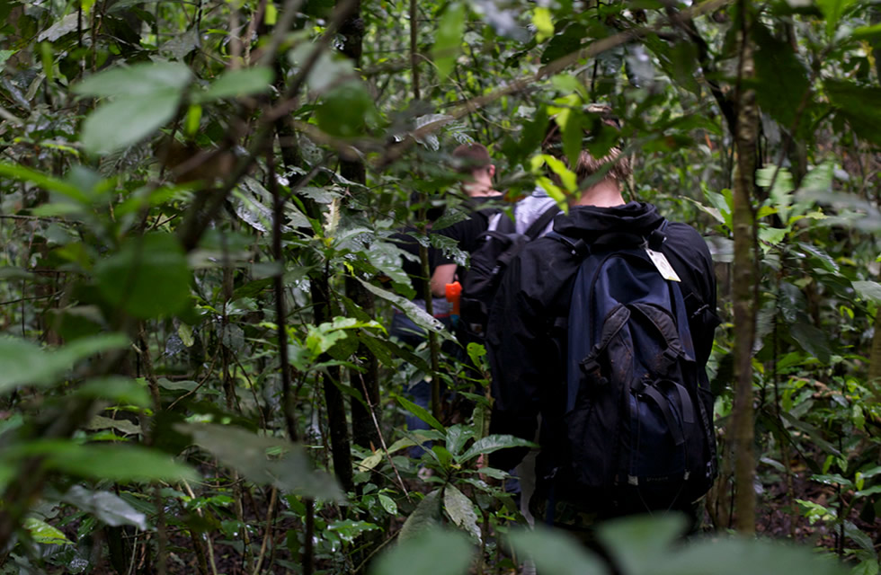 Chimpanzee Tracking in Kibale