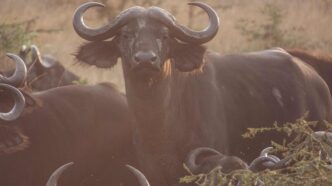 Uganda buffaloes