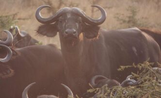 Uganda buffaloes